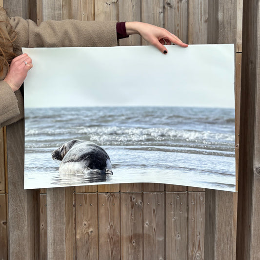 10. A photo print of a seal release by the sea, captured by Arnout de Vries.