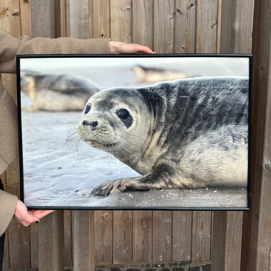 11. A photo print of a seal release by the sea - close up, captured by Arnout de Vries.