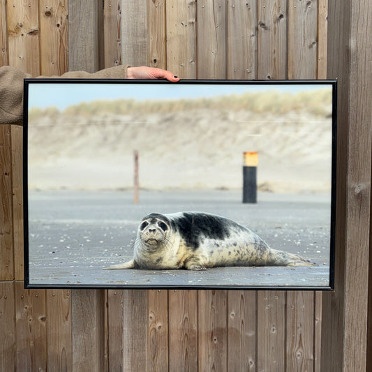 12. A photo print of a seal on the beach, captured by Arnout de Vries.