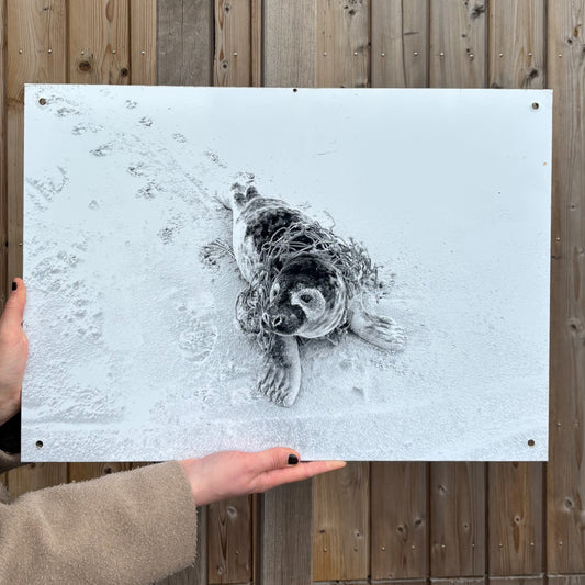23. A photo print of a entangled seal