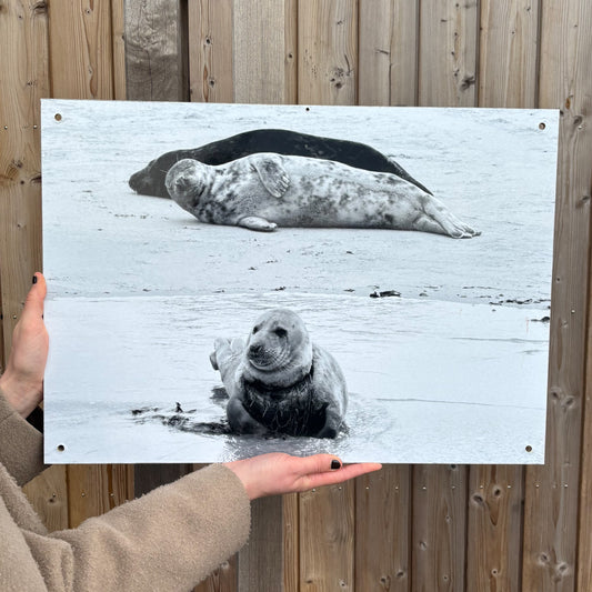 24. A photo print of a entangled seal and seals at the beach