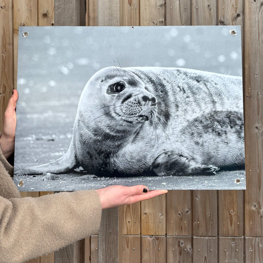 25. A photo print of a seal