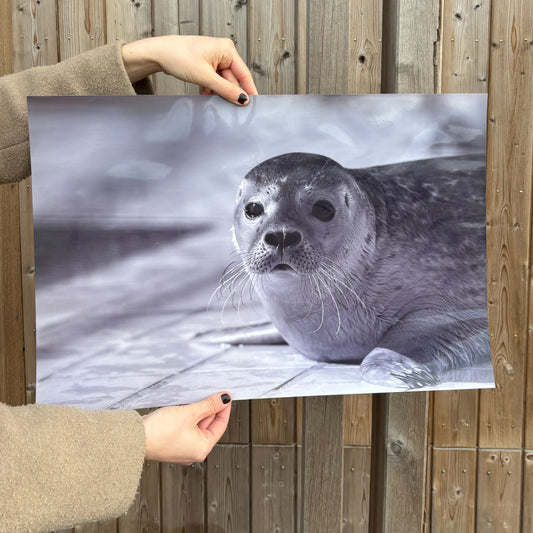 9. A black-and-white print of a seal
