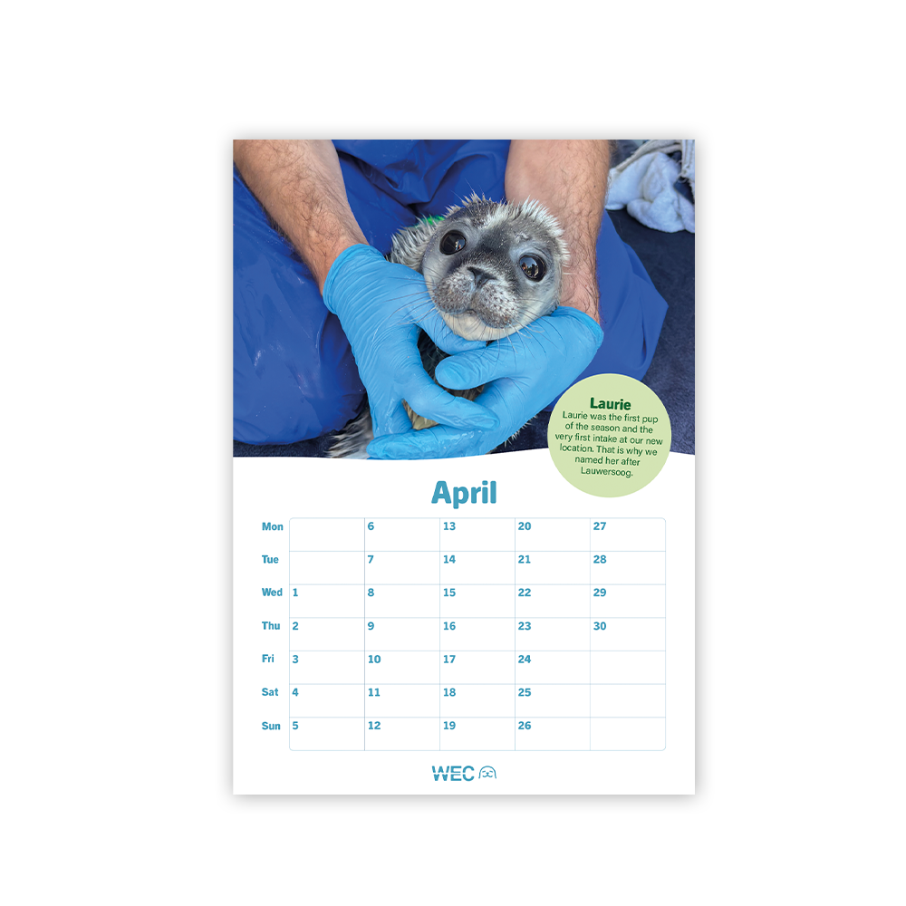 Seal calendar 2026 - Digital download