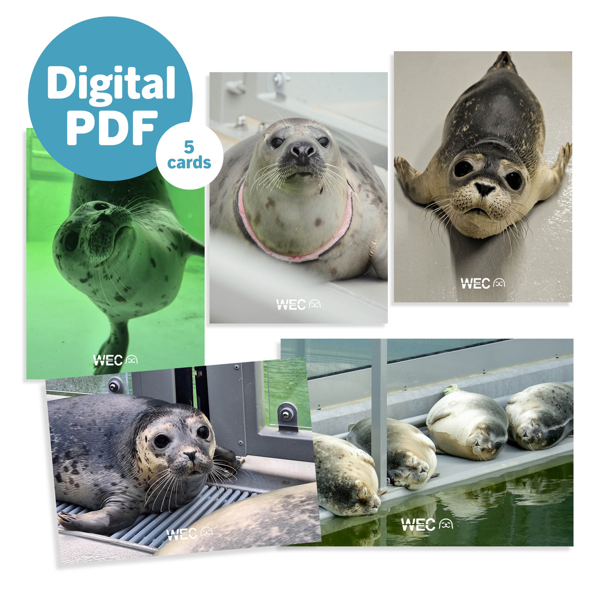 Digitale PDF: Set digitale fotokaarten